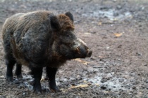 Wildschwein